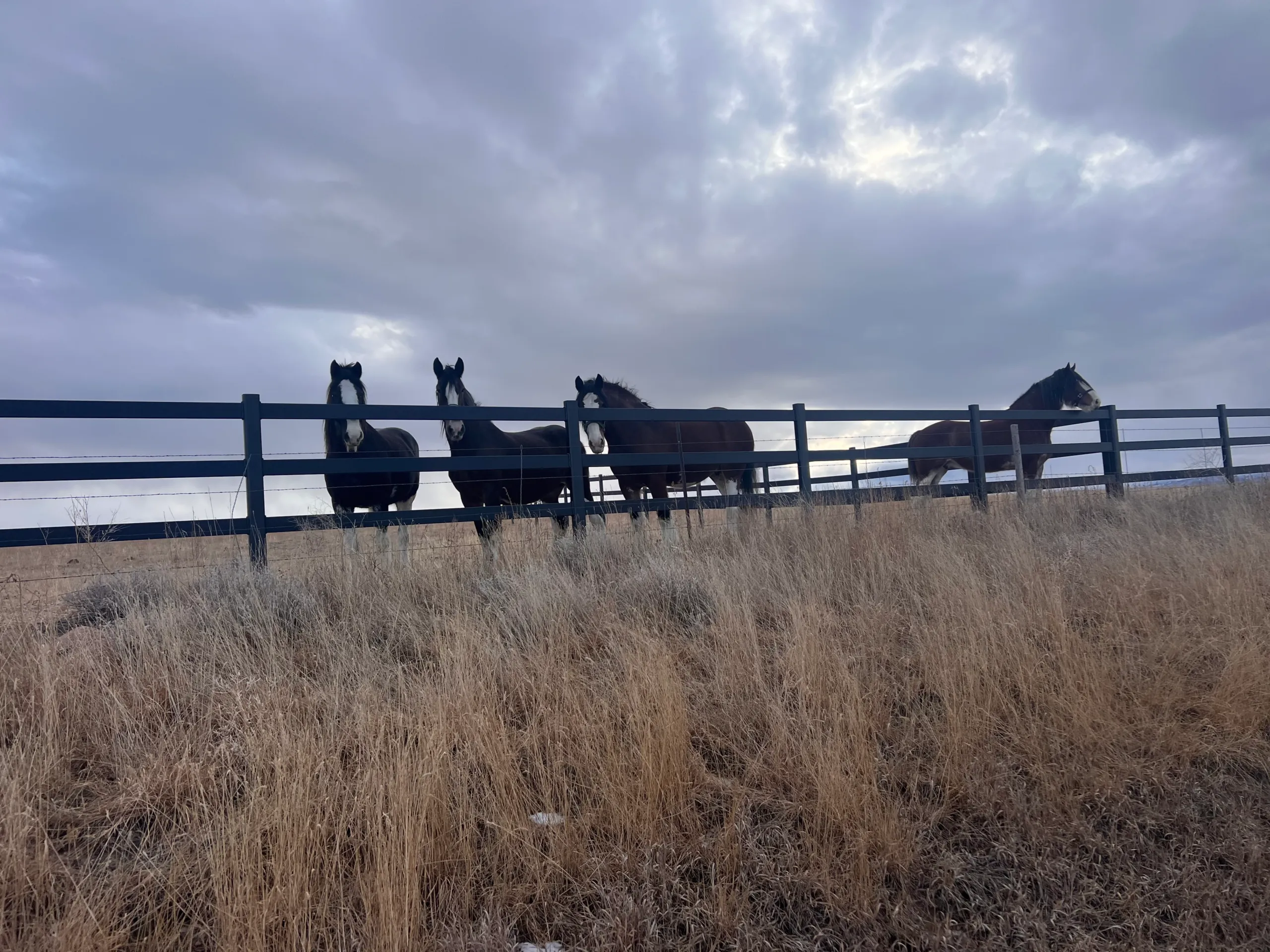 Horses