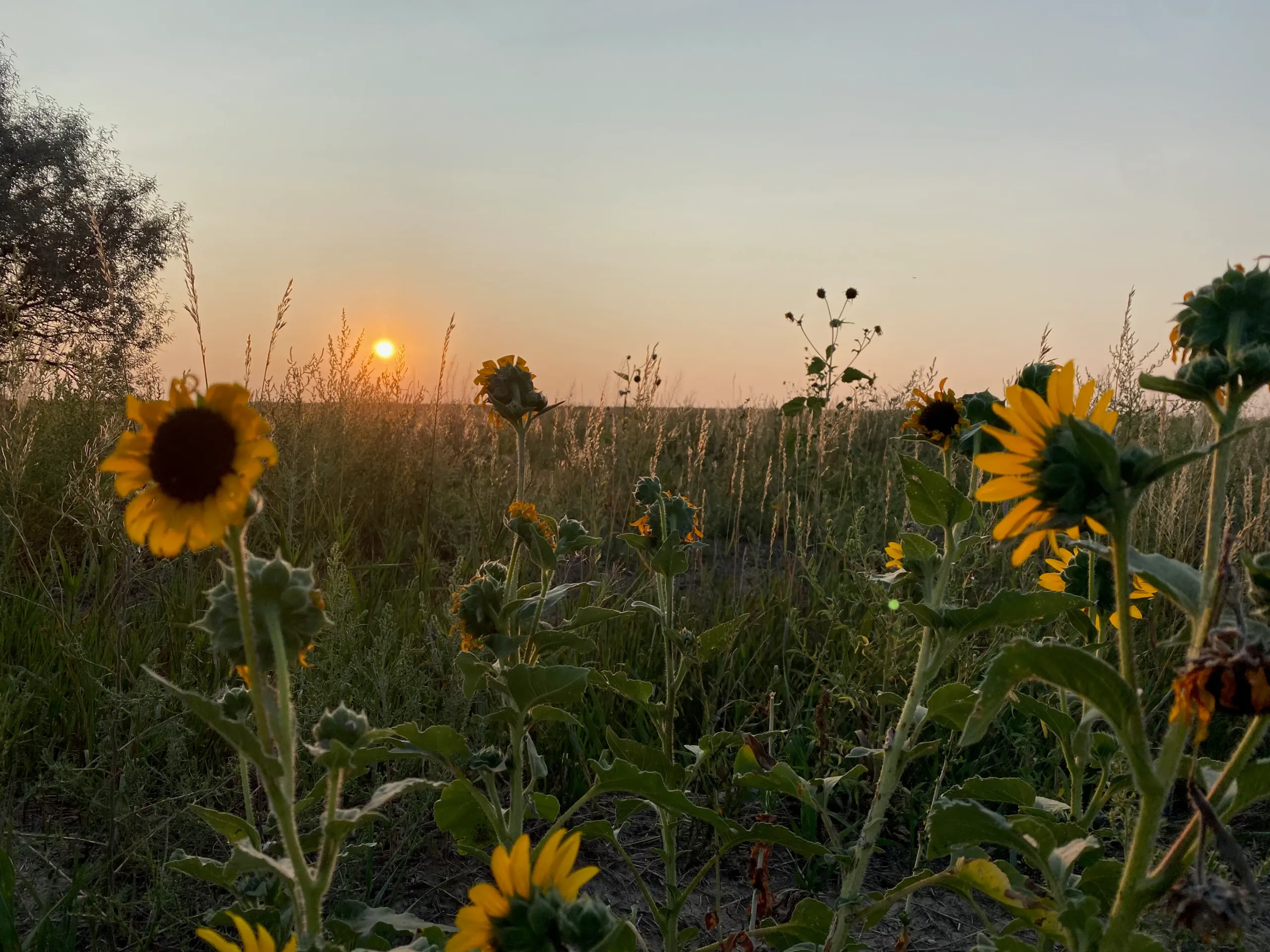 Sunflowers
